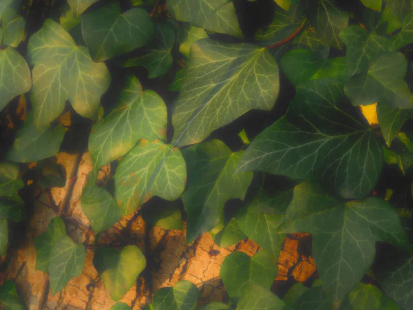 Dreamy Hazy Background Composed Ivy Leaves Close Tree — Stock Photo, Image