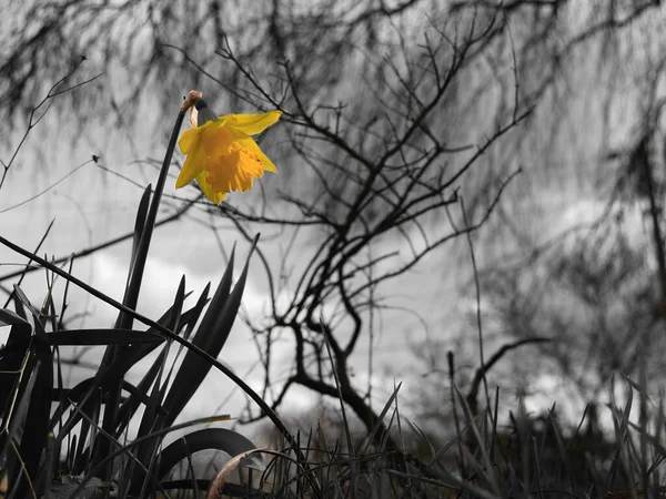 黑色和白色自然背景的黄色水仙花 — 图库照片