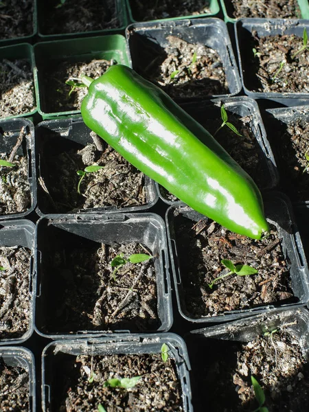 Közelkép Egy Chili Paprika Fiatal Növények Paprika Óvoda Műanyag Edények — Stock Fotó