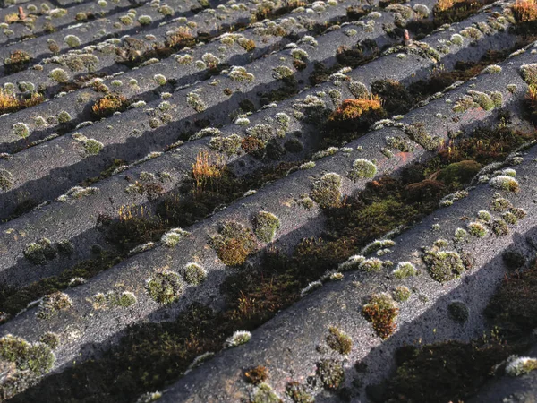 Mousses Lichens Sur Toit Tôles Ondulées Fibre Ciment Composition Diagonale — Photo