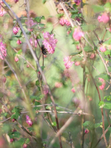 Biene Auf Nahrungssuche Einer Blühenden Stachelbeere Ribes Sanguineum — Stockfoto
