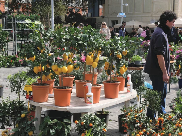Anzeige Eines Zitronenbaumverkäufers Auf Einem Markt Genua Italien — Stockfoto