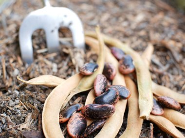 İspanya fasulyesi ekilmeye hazır toprakta..