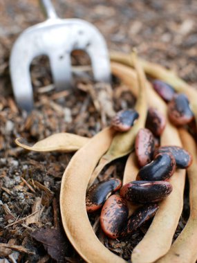 İspanya fasulyesi ekilmeye hazır toprakta..