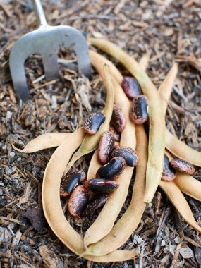 İspanya fasulyesi ekilmeye hazır toprakta..
