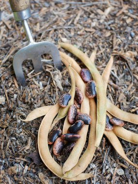 İspanya fasulyesi ekilmeye hazır toprakta..