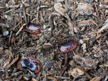 İspanya fasulyesi ekilmeye hazır toprakta..