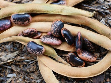 İspanya fasulyesi ekilmeye hazır toprakta..