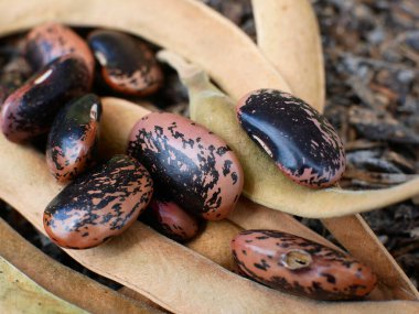 İspanya fasulyesi ekilmeye hazır toprakta..