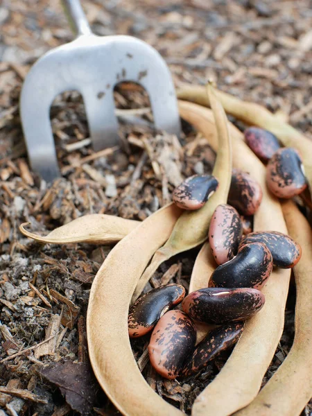İspanya fasulyesi ekilmeye hazır toprakta..