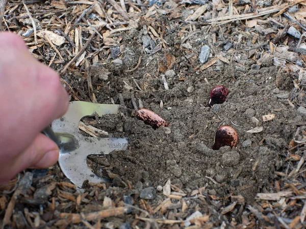 Kacang Pinto Spanyol Tanah Siap Ditabur — Stok Foto