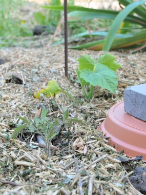 Oy ya da ollas adı verilen Diy sürekli kavanoz sulama sistemi, saman tarlalarındaki genç sebze bitkilerinin etrafında..