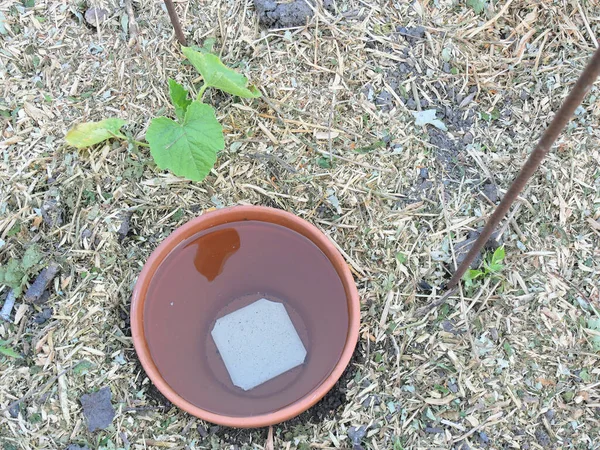 Oy ya da ollas adı verilen Diy sürekli kavanoz sulama sistemi, saman tarlalarındaki genç sebze bitkilerinin etrafında..