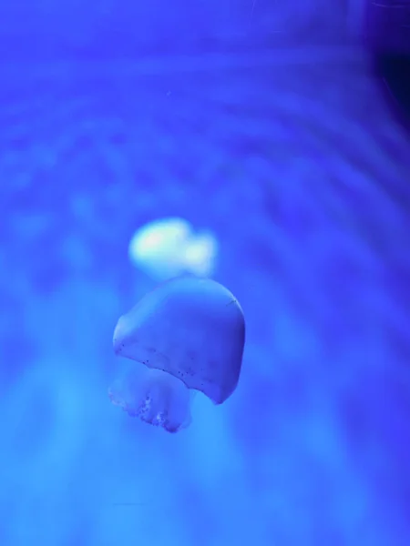 Aquatic Blue Background Jellyfish — Stock Photo, Image
