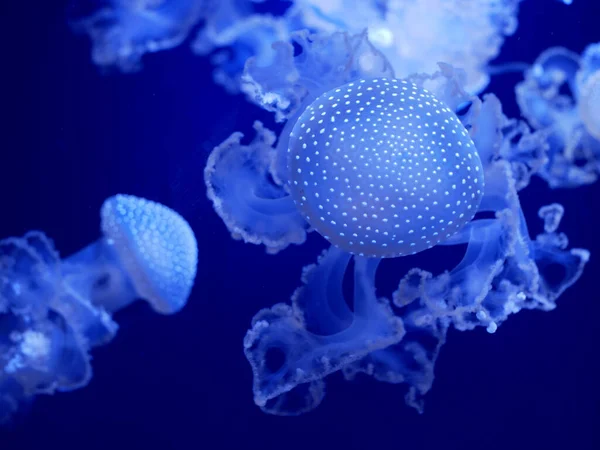 수족관에 점박이 해파리 구멍타 — 스톡 사진