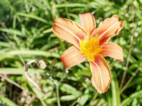 Oranje Hemerocallis Bloem Wazige Natuurlijke Achtergrond — Stockfoto