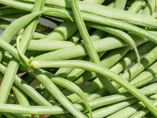 Close Green Beans Garden — Stock Photo, Image