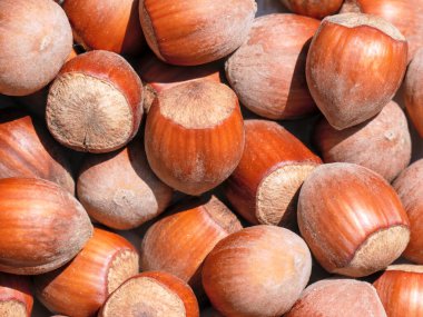 Kabuklarındaki fındıklara yakın çekim