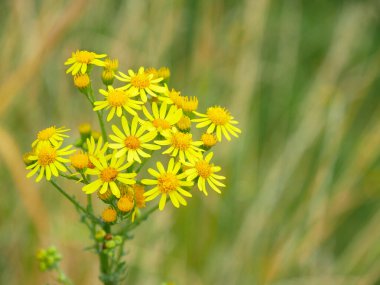 Bulanık arkaplanı ve kopyalama alanı olan ragwort çiçeklerinin yakın plan görüntüsü