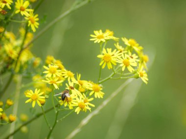 Bulanık arkaplanı ve kopyalama alanı olan ragwort çiçeklerinin yakın plan görüntüsü