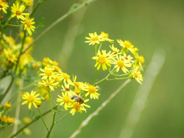 Bulanık arkaplanı ve kopyalama alanı olan ragwort çiçeklerinin yakın plan görüntüsü