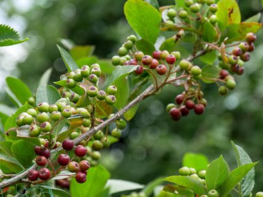 Aronia melanocarpa 'Viking' böğürtlenlerine yakın çekim