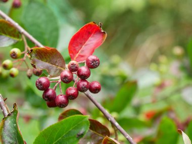 Aronia melanocarpa 'Viking' böğürtlenlerine yakın çekim