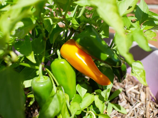 Mini Zöld Narancs Paprika Ültetvény — Stock Fotó