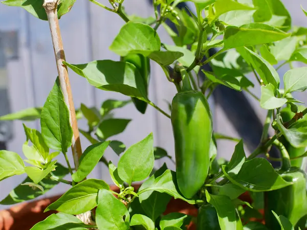 Egy Mini Paprika Növény Közelsége — Stock Fotó