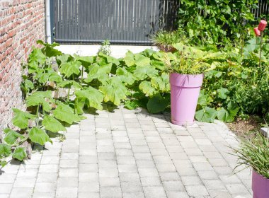 Bir bahçenin geniş bir alanını kaplayan kabak ve tereyağı bitkileri