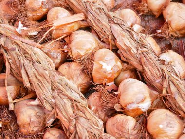 Arleux, Fransa - 09 02 02 2023: Foire l 'Ail Fum (Tütsülenmiş Sarımsak Fuarı), Arleux' da, çeşitli boyutlarda tütsülenmiş sarımsak örgüleri, sarımsak çorbası tatma...