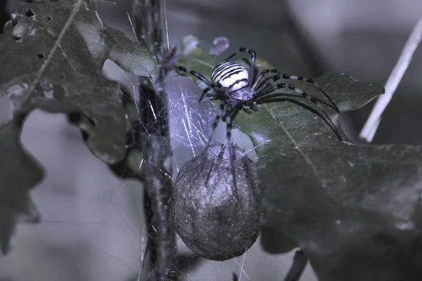 Argiope Hullámos Sugaras Pók Egy Tölgyfalevélen Figyeli Fészkét Sötét Kiadás — Stock Fotó