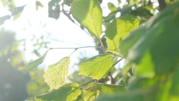昆虫によって穴をあけられた枝の上の鳥の葉の遅い動きは太陽によって交差し 風によって動かされます — ストック動画