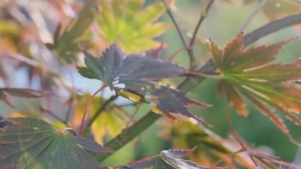 Sonbahar Yapraklı Japon Akçaağaç Dalının Takibi — Stok video