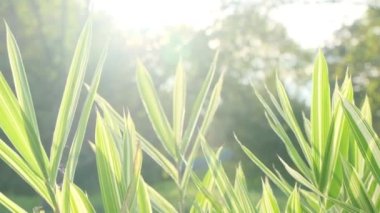 Bambu yapraklarının arka ışıklandırılmış görüntüsü.