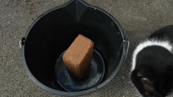 塑料桶中一块椰子泥炭再水化的时间 — 图库视频影像