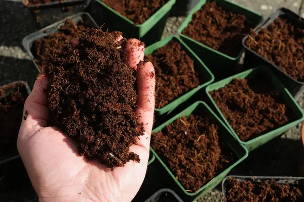 Handful Coco Peat Seedling Pots Filled Rehydrated Coco Peat Slightly Stock Photo