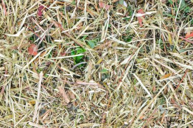 Küçük yeşil yapraklı öğütülmüş ahşap zemin