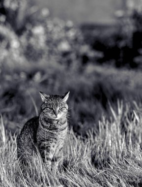 Monochrome portrait of a european tabby cat in a lawn. Shot with 85mm lens for clean subject isolation. clipart