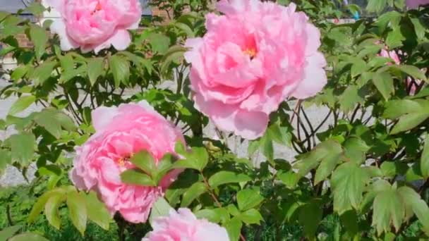 Egy Bazsarózsa Virágának Lassú Mozgása Nagy Virág Rózsaszín Szirmokkal Sárga — Stock videók