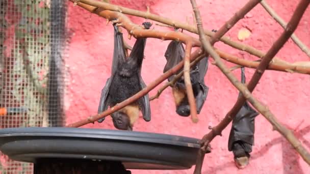Murciélagos Colgando Boca Abajo Una Rama Cerca Tazón Comida — Vídeo de stock