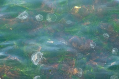 Turkuaz suda çok sayıda denizanası var.