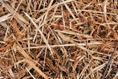 Öğütülmüş dallardan yapılmış samanların yakın çekimi..
