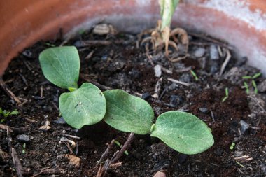Genç tereyağlı balkabağı bir tencerede filizleniyor..