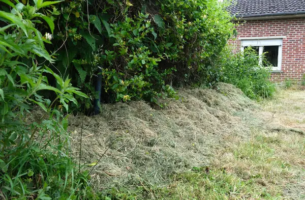 stock image Using grass clippings to mulch the soil