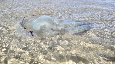 Dunkirk, Malo les Bains sahilindeki bir denizanasının yakın çekimi..