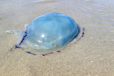 Dunkirk, Malo les Bains sahilindeki bir denizanasının yakın çekimi..