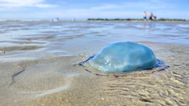 Dunkirk, Malo les Bains sahilindeki bir denizanasının yakın çekimi..