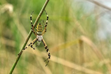 Bir eşekarısı örümceğinin yakın çekimi, Argiope bruennichi