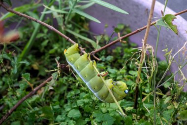Oleander Sfenks Tırtılları, Oleander Şahin Güvesi veya